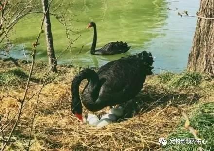 黑天鹅最新爆料视频,揭秘惊天秘密,颠覆传统认知 第1张 黑天鹅最新爆料视频,揭秘惊天秘密,颠覆传统认知 第1张